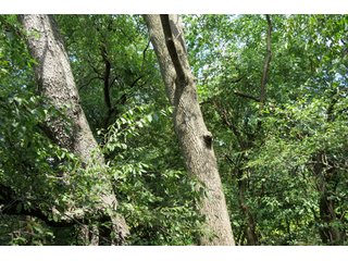 19.93+/- acres in northwest Noble County.  13+/- Acres tillable land and 6.93+/- acres of wooded land with frontage on the Elkhart River.  Investigte the timber value of the wooded land. - Tillable & Wooded Land