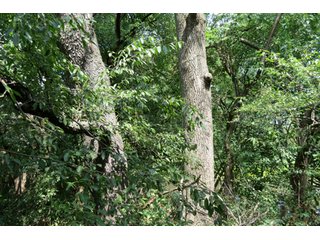 19.93+/- acres in northwest Noble County.  13+/- Acres tillable land and 6.93+/- acres of wooded land with frontage on the Elkhart River.  Investigte the timber value of the wooded land. - Tillable & Wooded Land