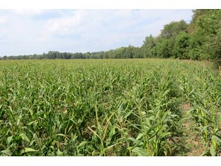 19.93+/- acres in northwest Noble County.  13+/- Acres tillable land and 6.93+/- acres of wooded land with frontage on the Elkhart River.  Investigte the timber value of the wooded land. - Tillable & Wooded Land
