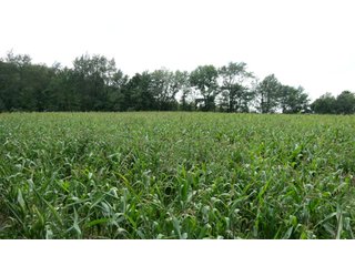 19.93+/- acres in northwest Noble County.  13+/- Acres tillable land and 6.93+/- acres of wooded land with frontage on the Elkhart River.  Investigte the timber value of the wooded land. - Tillable & Wooded Land