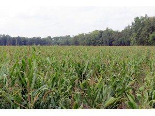 19.93+/- acres in northwest Noble County.  13+/- Acres tillable land and 6.93+/- acres of wooded land with frontage on the Elkhart River.  Investigte the timber value of the wooded land. - Tillable & Wooded Land