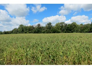 17.02+/- Acres with 13.5+/- tillable and 3.5+/- woods.  Very private setting.  Tillable and wooded land with frontage on the Elkhart River. - Tillable and Wooded Land