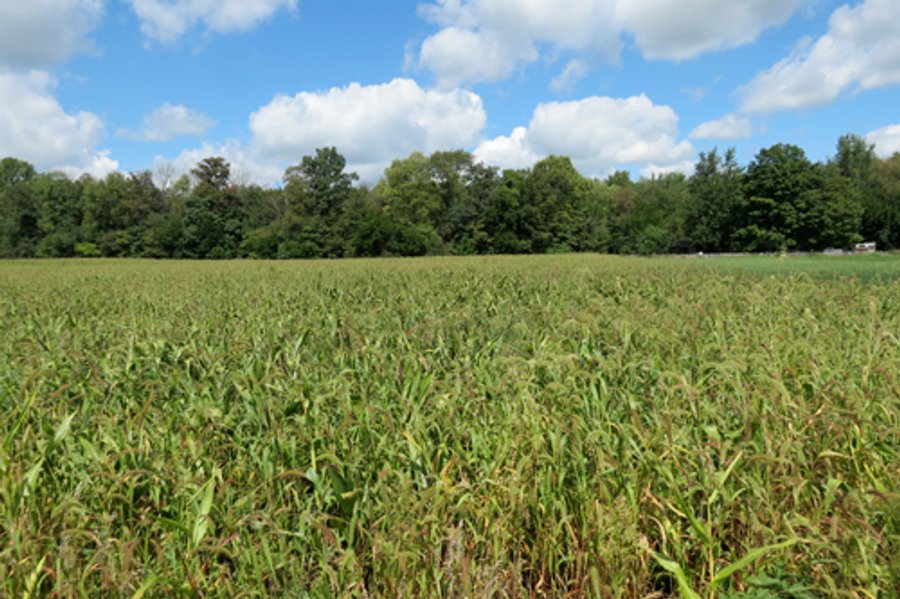 For sale: Tillable and Wooded Land - Ligonier