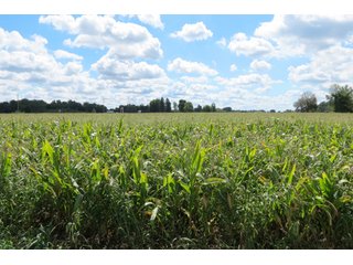 17.02+/- Acres with 13.5+/- tillable and 3.5+/- woods.  Very private setting.  Tillable and wooded land with frontage on the Elkhart River. - Tillable and Wooded Land
