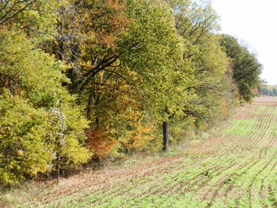 For sale: 28 Acres Nearly All Wooded