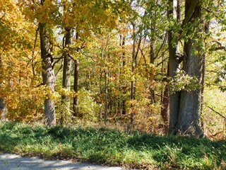 28 Acres nearly all wooded, great for hunting and recreation.  Many mature trees.  

Zoned Light Industrial-2.   - 28 Acres Nearly All Wooded