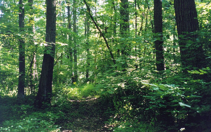 For sale: 20+/- Acres - Woods/Recreation/ Potential Building Site - Sidney, IN