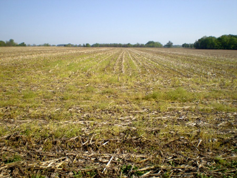 For sale: 33.74+/- Acres Gently Rolling Land - Yorktown, IN