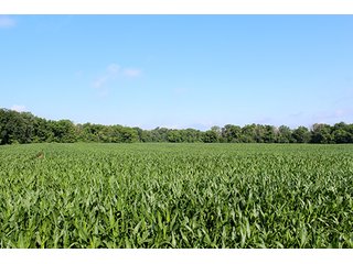 Property photo 4 - 160 Acres +/- Offered in 7 Tracts, 2 Auctions, 2 Dates