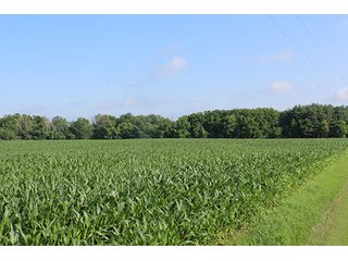Property photo 11 - 160 Acres +/- Offered in 7 Tracts, 2 Auctions, 2 Dates