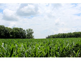 Property photo 10 - 160 Acres +/- Offered in 7 Tracts, 2 Auctions, 2 Dates