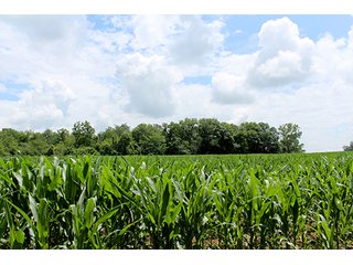 Property photo 18 - 160 Acres +/- Offered in 7 Tracts, 2 Auctions, 2 Dates