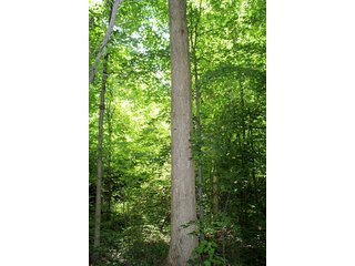 Property photo 51 - 160 Acres +/- Offered in 7 Tracts, 2 Auctions, 2 Dates