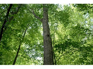 Property photo 50 - 160 Acres +/- Offered in 7 Tracts, 2 Auctions, 2 Dates