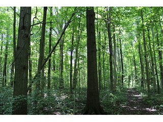 Property photo 52 - 160 Acres +/- Offered in 7 Tracts, 2 Auctions, 2 Dates