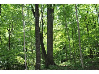 Property photo 41 - 160 Acres +/- Offered in 7 Tracts, 2 Auctions, 2 Dates