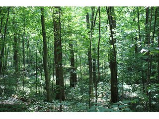 Property photo 40 - 160 Acres +/- Offered in 7 Tracts, 2 Auctions, 2 Dates