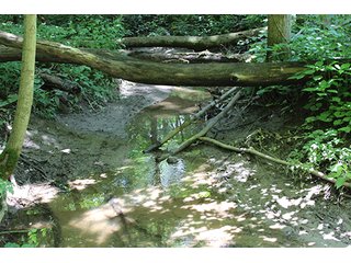 Property photo 48 - 160 Acres +/- Offered in 7 Tracts, 2 Auctions, 2 Dates
