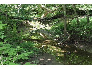 Property photo 53 - 160 Acres +/- Offered in 7 Tracts, 2 Auctions, 2 Dates