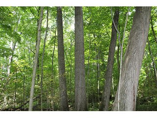 Property photo 47 - 160 Acres +/- Offered in 7 Tracts, 2 Auctions, 2 Dates