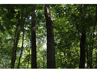 Property photo 39 - 160 Acres +/- Offered in 7 Tracts, 2 Auctions, 2 Dates