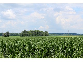Property photo 7 - 160 Acres +/- Offered in 7 Tracts, 2 Auctions, 2 Dates