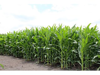 Property photo 19 - 160 Acres +/- Offered in 7 Tracts, 2 Auctions, 2 Dates
