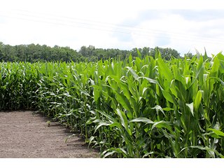 Property photo 3 - 160 Acres +/- Offered in 7 Tracts, 2 Auctions, 2 Dates