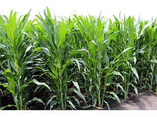 Property photo 8 - 160 Acres +/- Offered in 7 Tracts, 2 Auctions, 2 Dates