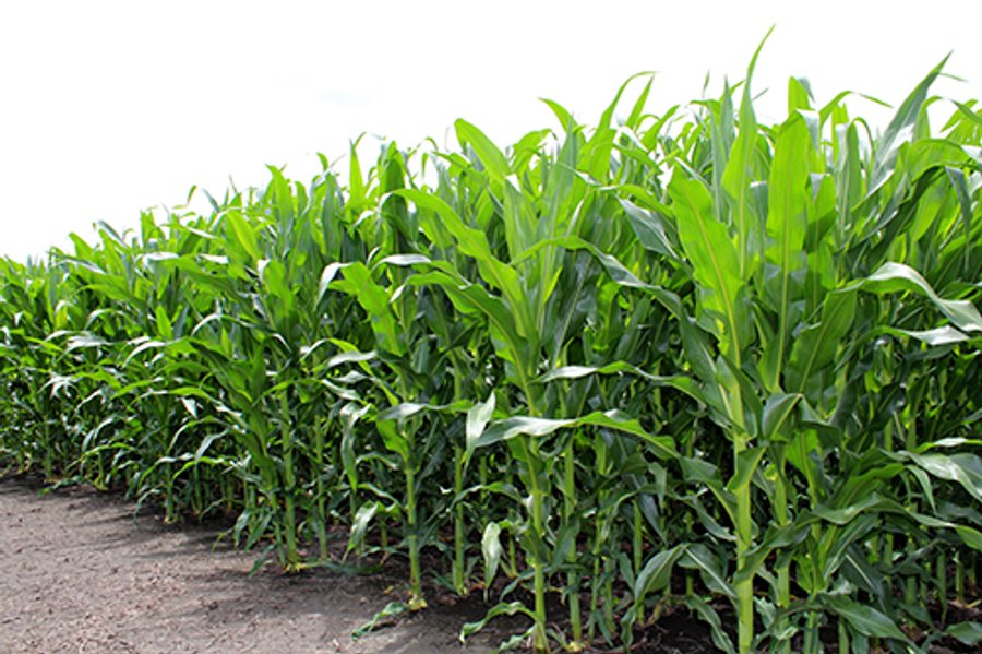160 Acres +/- Offered in 7 Tracts, 2 Auctions, 2 Dates