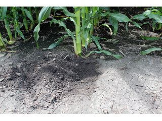 Property photo 69 - 160 Acres +/- Offered in 7 Tracts, 2 Auctions, 2 Dates