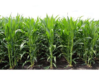 Property photo 13 - 160 Acres +/- Offered in 7 Tracts, 2 Auctions, 2 Dates