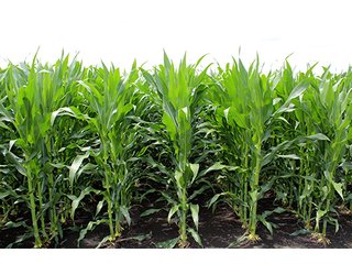 Property photo 1 - 160 Acres +/- Offered in 7 Tracts, 2 Auctions, 2 Dates