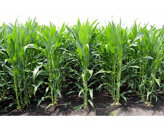 Property photo 15 - 160 Acres +/- Offered in 7 Tracts, 2 Auctions, 2 Dates