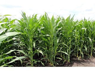 Property photo 12 - 160 Acres +/- Offered in 7 Tracts, 2 Auctions, 2 Dates