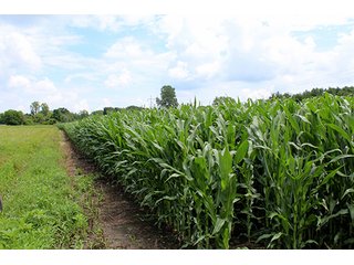 Property photo 2 - 160 Acres +/- Offered in 7 Tracts, 2 Auctions, 2 Dates
