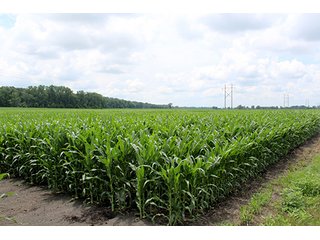 Property photo 21 - 160 Acres +/- Offered in 7 Tracts, 2 Auctions, 2 Dates