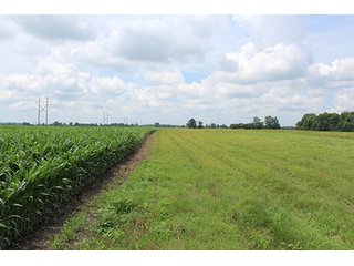 Property photo 6 - 160 Acres +/- Offered in 7 Tracts, 2 Auctions, 2 Dates