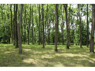 Property photo 46 - 160 Acres +/- Offered in 7 Tracts, 2 Auctions, 2 Dates