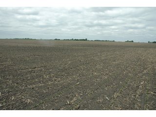 Property photo 26 - 152 +/- Acres Offered in 2 Tracts - Prime Tillable Farmland