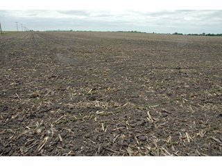 Property photo 5 - 152 +/- Acres Offered in 2 Tracts - Prime Tillable Farmland