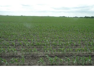 Property photo 41 - 152 +/- Acres Offered in 2 Tracts - Prime Tillable Farmland