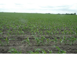 Property photo 39 - 152 +/- Acres Offered in 2 Tracts - Prime Tillable Farmland