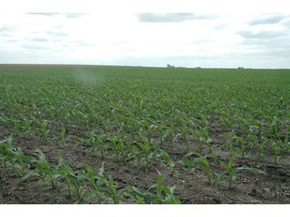 Property photo 19 - 152 +/- Acres Offered in 2 Tracts - Prime Tillable Farmland