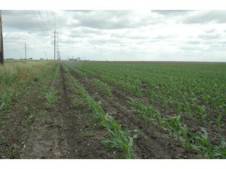 Property photo 40 - 152 +/- Acres Offered in 2 Tracts - Prime Tillable Farmland