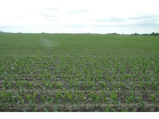 Property photo 21 - 152 +/- Acres Offered in 2 Tracts - Prime Tillable Farmland