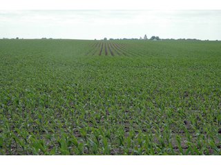 Property photo 15 - 152 +/- Acres Offered in 2 Tracts - Prime Tillable Farmland