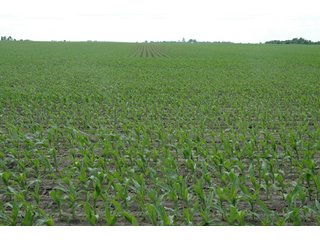 Property photo 24 - 152 +/- Acres Offered in 2 Tracts - Prime Tillable Farmland