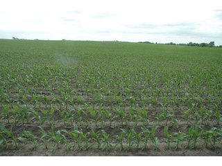 Property photo 35 - 152 +/- Acres Offered in 2 Tracts - Prime Tillable Farmland