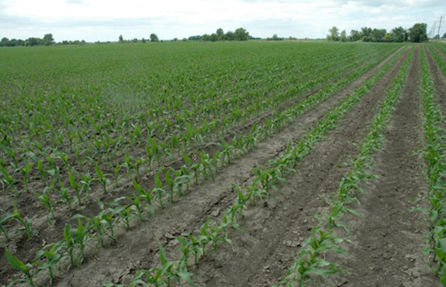 152 +/- Acres Offered in 2 Tracts - Prime Tillable Farmland